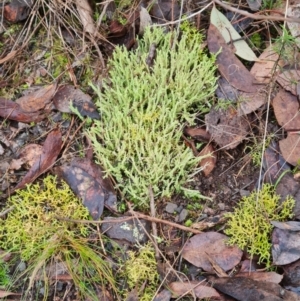 Cladonia rigida at Aranda Bushland - 28 Jun 2024 02:34 PM