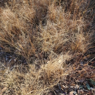 Eragrostis curvula (African Lovegrass) at Farrer Ridge - 28 Jun 2024 by julielindner