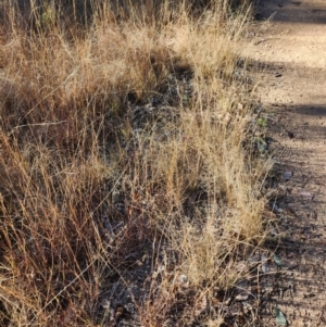 Eragrostis curvula at Farrer Ridge - 28 Jun 2024