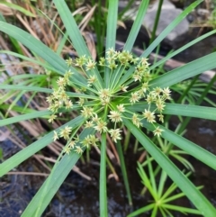 Unidentified Rush, Sedge or Mat Rush at Rewan, QLD - 28 Jun 2024 by MB