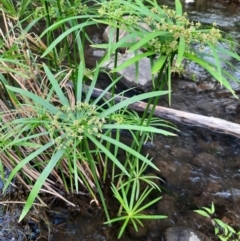 Cyperus alterniflorus at Rewan, QLD - 28 Jun 2024