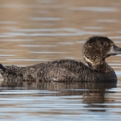 Biziura lobata (Musk Duck) at Yerrabi Pond - 28 Jun 2024 by rawshorty