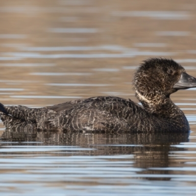 Biziura lobata (Musk Duck) at Yerrabi Pond - 27 Jun 2024 by rawshorty