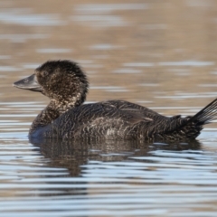 Biziura lobata at Yerrabi Pond - 28 Jun 2024