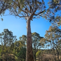 Eucalyptus melliodora (Yellow Box) at Jacka, ACT - 28 Jun 2024 by Jiggy