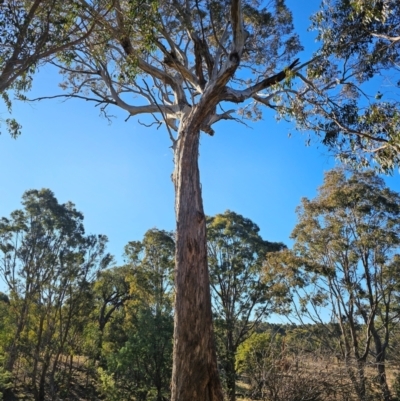 Eucalyptus melliodora (Yellow Box) at Jacka, ACT - 28 Jun 2024 by Jiggy