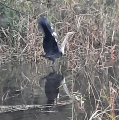 Ardea pacifica (White-necked Heron) at Rewan, QLD - 28 Jun 2024 by MB