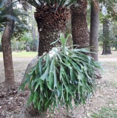 Platycerium veitchii (Silver Elkhorn) at Carnarvon National Park - 28 Jun 2024 by MB