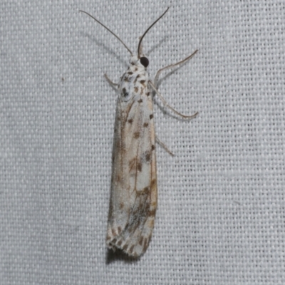 Utetheisa (genus) (A tiger moth) at Freshwater Creek, VIC - 21 Dec 2022 by WendyEM