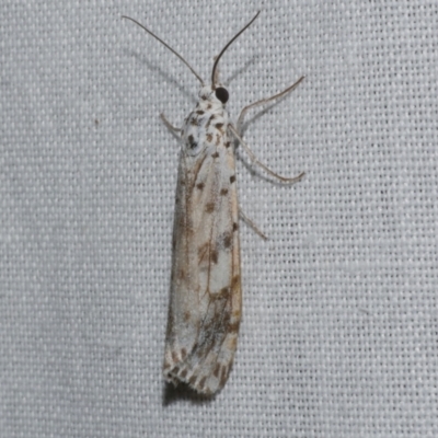 Utetheisa (genus) (A tiger moth) at WendyM's farm at Freshwater Ck. - 22 Dec 2022 by WendyEM