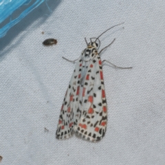 Utetheisa pulchelloides (Heliotrope Moth) at WendyM's farm at Freshwater Ck. - 21 Dec 2022 by WendyEM