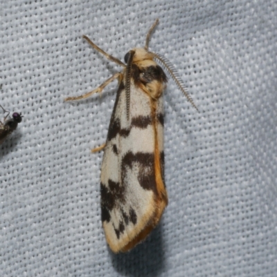 Anestia ombrophanes (Anestia ombrophanes) at WendyM's farm at Freshwater Ck. - 21 Dec 2022 by WendyEM