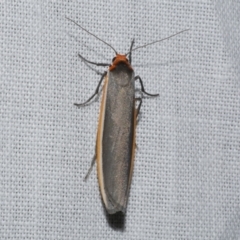 Palaeosia bicosta (Two-ribbed Footman) at WendyM's farm at Freshwater Ck. - 22 Dec 2022 by WendyEM