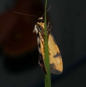 Termessa zonophanes at WendyM's farm at Freshwater Ck. - 22 Dec 2022 03:57 AM