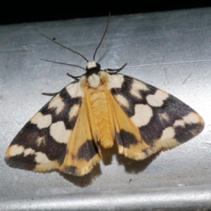 Termessa zonophanes at WendyM's farm at Freshwater Ck. - 22 Dec 2022 03:57 AM