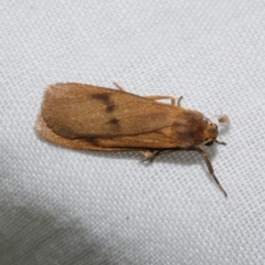 Threnosia sp4 MoVic Pt2 (Lithosiini) at WendyM's farm at Freshwater Ck. - 21 Dec 2022 by WendyEM