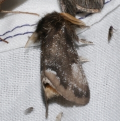 Euproctis marginalis (Margined Browntail Moth) at WendyM's farm at Freshwater Ck. - 22 Dec 2022 by WendyEM