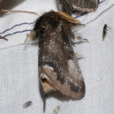 Euproctis marginalis (Margined Browntail Moth) at WendyM's farm at Freshwater Ck. - 21 Dec 2022 by WendyEM