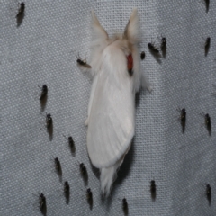 Trichiocercus sparshalli (Sparshall's Moth) at WendyM's farm at Freshwater Ck. - 21 Dec 2022 by WendyEM
