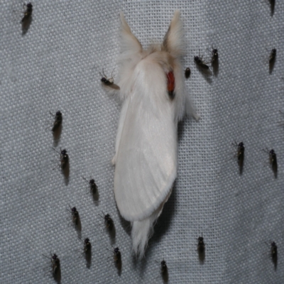 Trichiocercus sparshalli (Sparshall's Moth) at WendyM's farm at Freshwater Ck. - 21 Dec 2022 by WendyEM