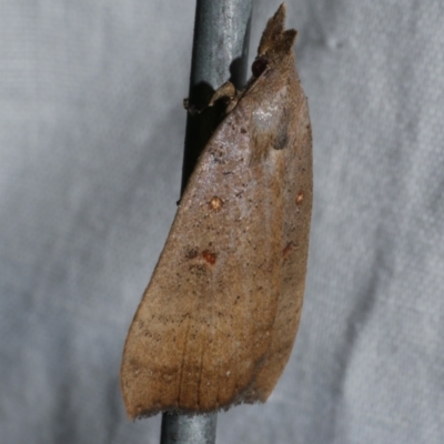 Rhapsa suscitatalis (Wedged Rhapsa) at Freshwater Creek, VIC - 21 Dec 2022 by WendyEM