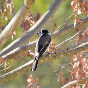 Cracticus torquatus at Wollondilly Local Government Area - 25 Jun 2024