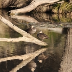 Anas superciliosa (Pacific Black Duck) at Benalla, VIC - 22 Jun 2024 by jb2602