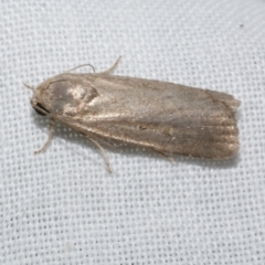 Athetis tenuis (Plain Tenuis Moth) at Freshwater Creek, VIC - 21 Dec 2022 by WendyEM