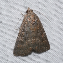 Hypoperigea tonsa (A noctuid moth) at Freshwater Creek, VIC - 21 Dec 2022 by WendyEM