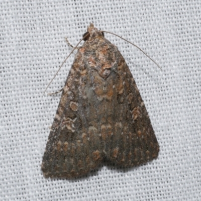 Hypoperigea tonsa (A noctuid moth) at WendyM's farm at Freshwater Ck. - 21 Dec 2022 by WendyEM