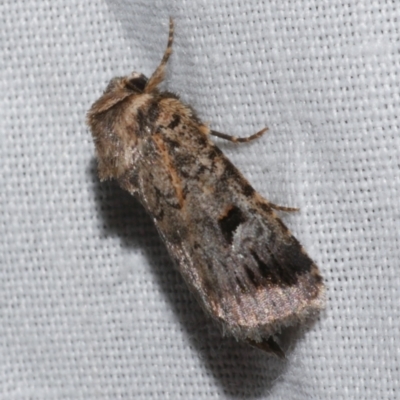 Thoracolopha verecunda (A Noctuid moth (Acronictinae)) at WendyM's farm at Freshwater Ck. - 21 Dec 2022 by WendyEM