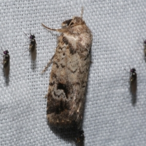 Thoracolopha verecunda at WendyM's farm at Freshwater Ck. - 22 Dec 2022 12:02 AM