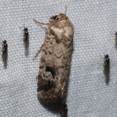 Thoracolopha verecunda (A Noctuid moth (Acronictinae)) at WendyM's farm at Freshwater Ck. - 21 Dec 2022 by WendyEM