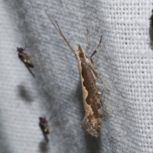 Plutella xylostella at WendyM's farm at Freshwater Ck. - 21 Dec 2022 10:55 PM