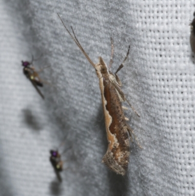 Plutella xylostella (Diamondback Moth) at Freshwater Creek, VIC - 21 Dec 2022 by WendyEM