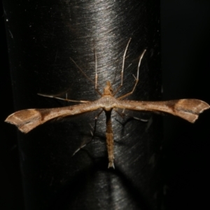 Sinpunctiptilia emissalis at WendyM's farm at Freshwater Ck. - 22 Dec 2022