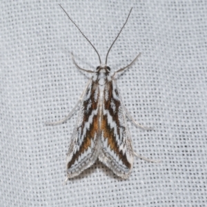 Parapoynx euryscia at WendyM's farm at Freshwater Ck. - 21 Dec 2022 10:05 PM