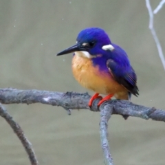 Ceyx azureus (Azure Kingfisher) at Benalla, VIC - 22 Jun 2024 by jb2602