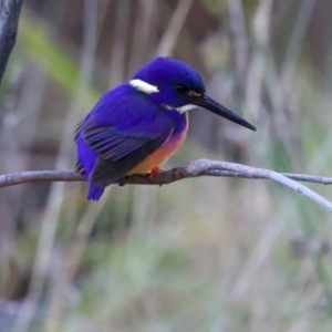 Ceyx azureus at Benalla, VIC - 22 Jun 2024