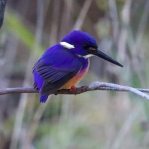 Ceyx azureus at Benalla, VIC - 22 Jun 2024