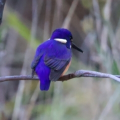 Ceyx azureus at Benalla, VIC - 22 Jun 2024