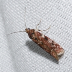 Ephestiopsis oenobarella (a Phycitine moth) at WendyM's farm at Freshwater Ck. - 21 Dec 2022 by WendyEM