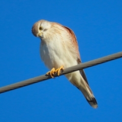 Falco cenchroides (Nankeen Kestrel) at Jerrabomberra Wetlands - 28 Jun 2024 by RodDeb