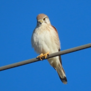 Falco cenchroides at Jerrabomberra Wetlands - 28 Jun 2024