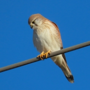 Falco cenchroides at Jerrabomberra Wetlands - 28 Jun 2024