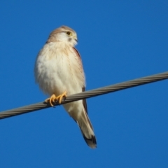 Falco cenchroides at Jerrabomberra Wetlands - 28 Jun 2024