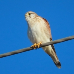 Falco cenchroides at Jerrabomberra Wetlands - 28 Jun 2024