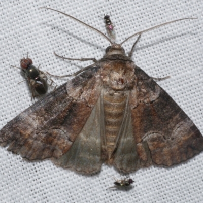 Dysbatus sp1 MoV Pt4 (Diptychini) at WendyM's farm at Freshwater Ck. - 21 Dec 2022 by WendyEM