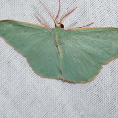 Chlorocoma assimilis (Golden-fringed Emerald Moth) at Freshwater Creek, VIC - 21 Dec 2022 by WendyEM
