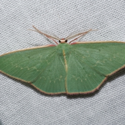 Chlorocoma dichloraria (Guenee's or Double-fringed Emerald) at Freshwater Creek, VIC - 21 Dec 2022 by WendyEM